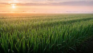 Décaler le premier apport d&rsquo;azote sur céréales est envisageable