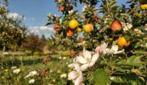 Pour obtenir plus de fruits dans vos arbres au jardin, avez-vous songé à la pollinisation ?