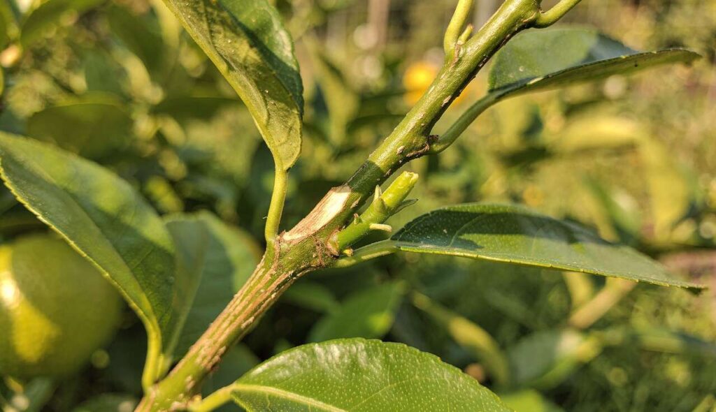 Testée et validée : la méthode qui transforme une branche de citronnier en futur arbre