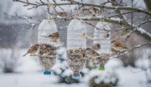 Ne jetez plus vos bouteilles en plastique : cette combine nourrit les oiseaux durant l&rsquo;hiver