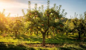 Jardin : ce geste de taille sur cet arbre fruitier a véritablement triplé ma récolte et rendu les fruits bien plus savoureux en un été
