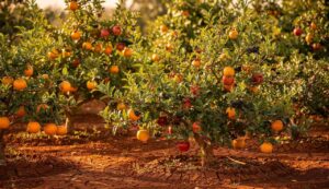 8 arbres et arbustes fruitiers remarquables qui prospéreront dans un sol argileux